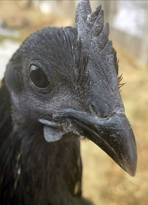 A black chicken.