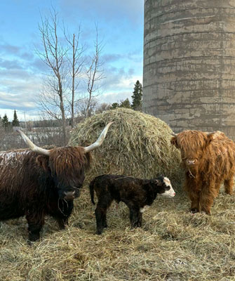 Cows standing in front of a big bale of hay.