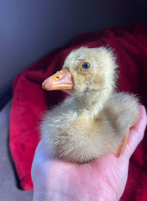 A baby goose.