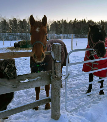 Brown horses standing behind a fence on the farm.